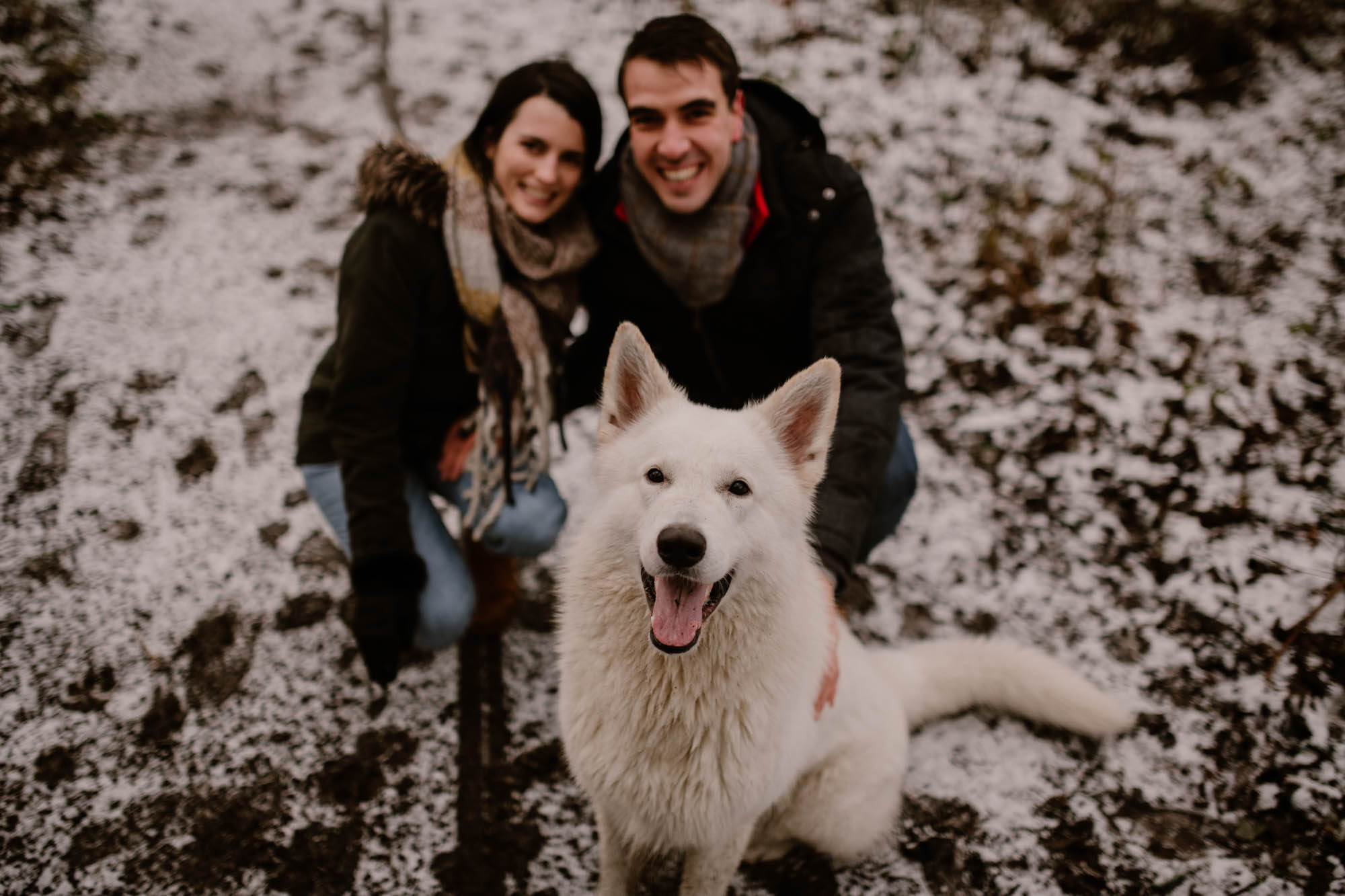 chien sous la neige en picardie