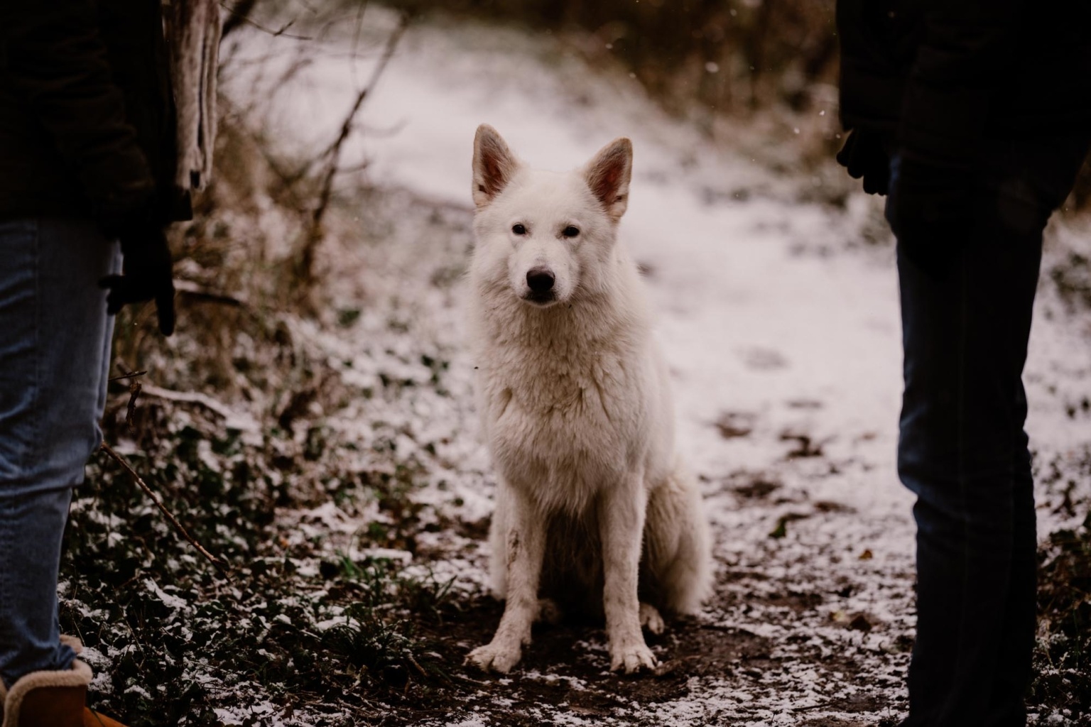 chien sous la neige